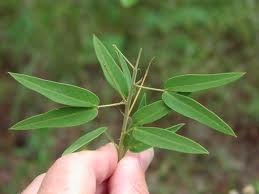 Manufacturers Exporters and Wholesale Suppliers of Senna Leaves Dahod Gujarat